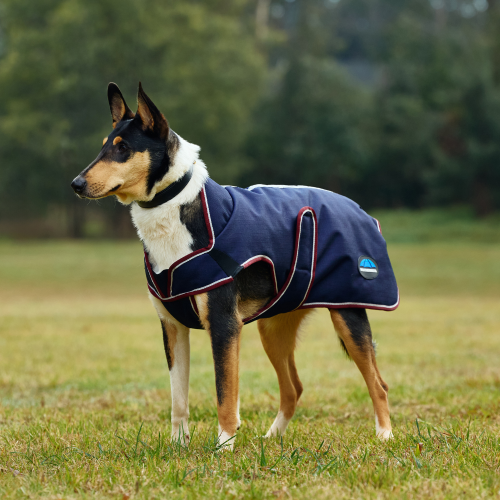 Weatherbeeta Comfitec Premier Deluxe Waterproof Dog Coat #colour_navy-burgundy