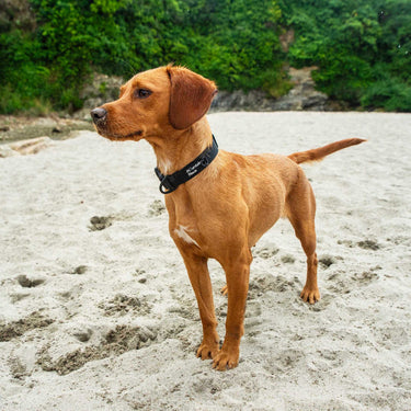 Mountain Paws Extra Tough Dog Collar #colour_camo