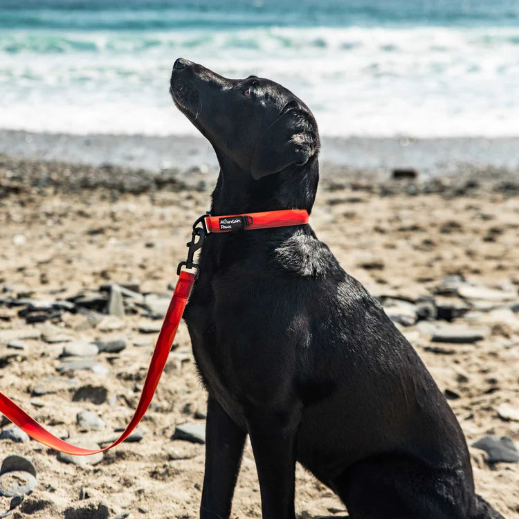 Mountain Paws Waterproof Dog Collar #colour_orange