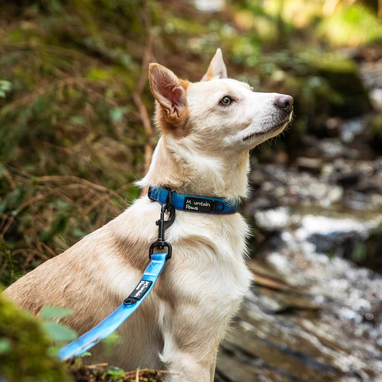 Mountain Paws Waterproof Dog Collar #colour_blue