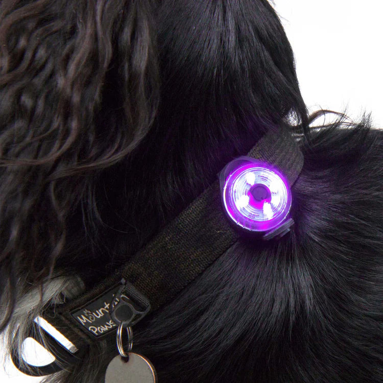 Mountain Paws Dog Safety Light