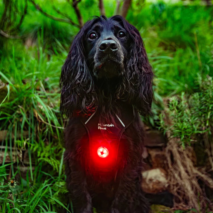 Mountain Paws Dog Safety Light