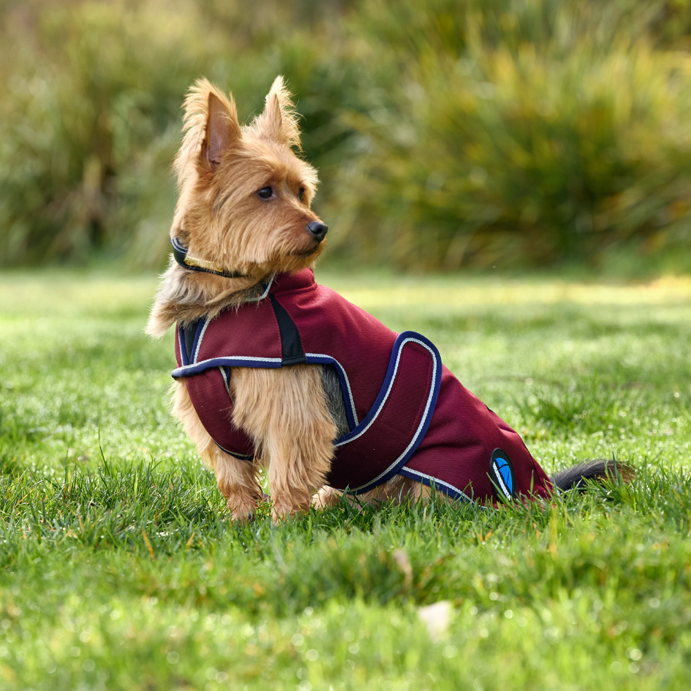 Weatherbeeta Comfitec Premier Deluxe Waterproof Dog Coat #colour_burgundy-navy
