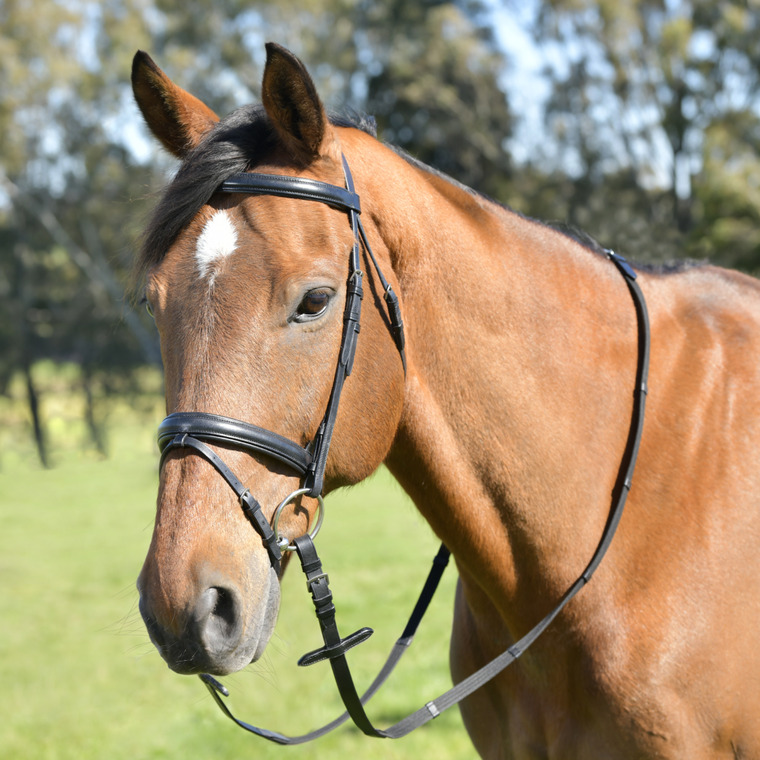 Kincade Classic Plain Raised Flash Bridle With Reins #colour_black