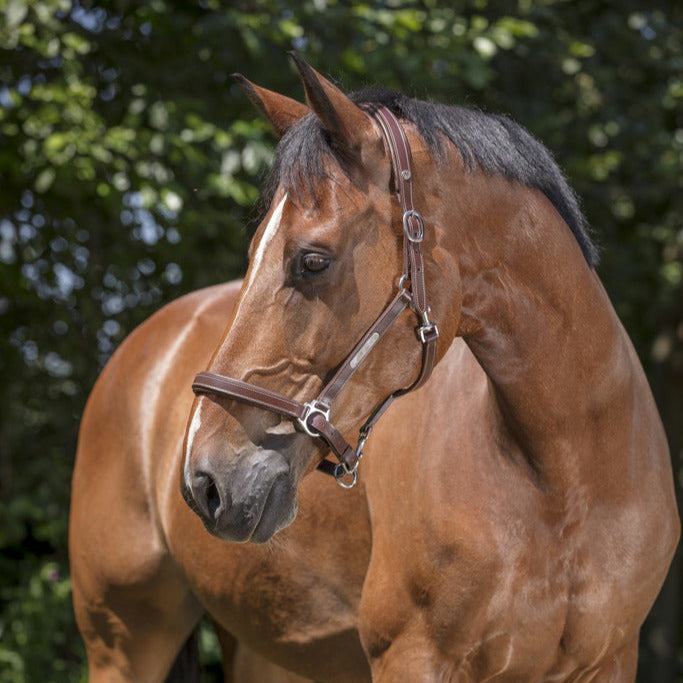 Norton Pro Grooming Leather Headcollar #colour_brown