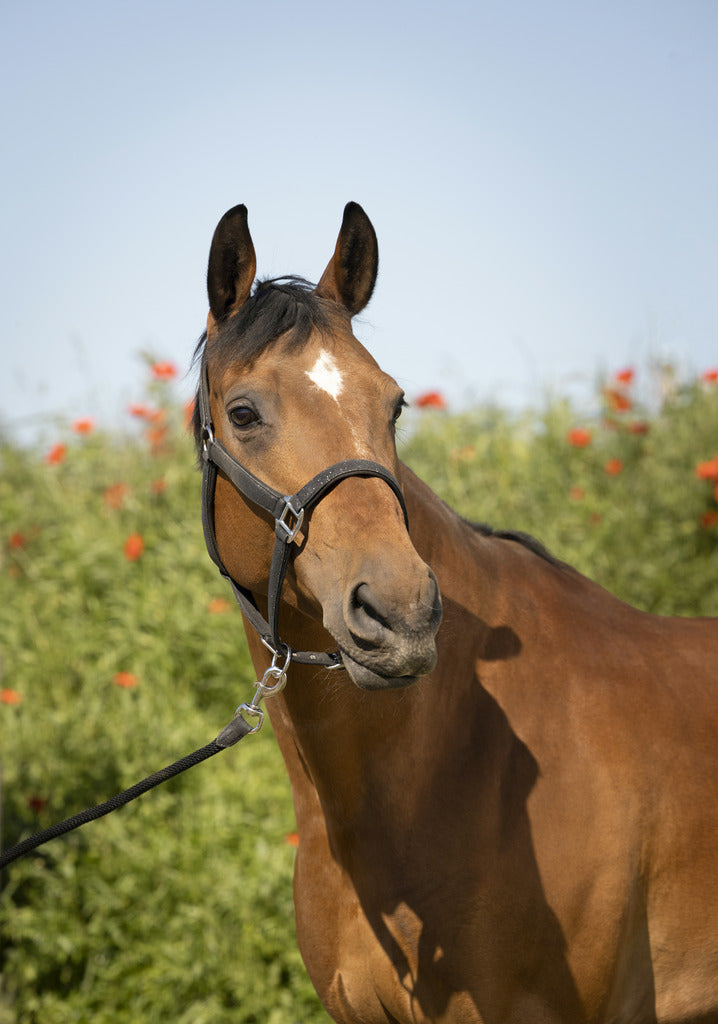 Equitheme Glitter Halter Lead Rope