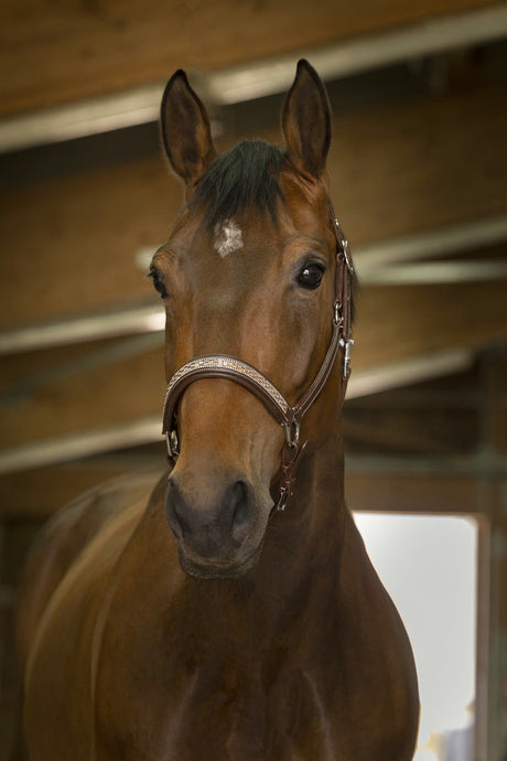 Norton Pro Princesse Leather Halter #colour_havana