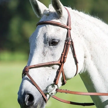 Shires Avignon Grackle Bridle #colour_oak