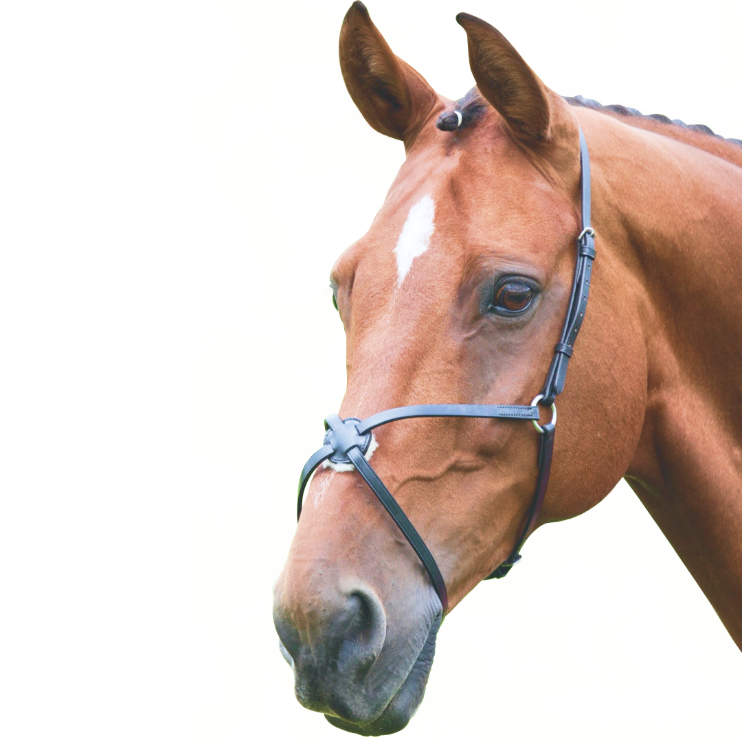 Shires velociti gara mexicansk næsebånd