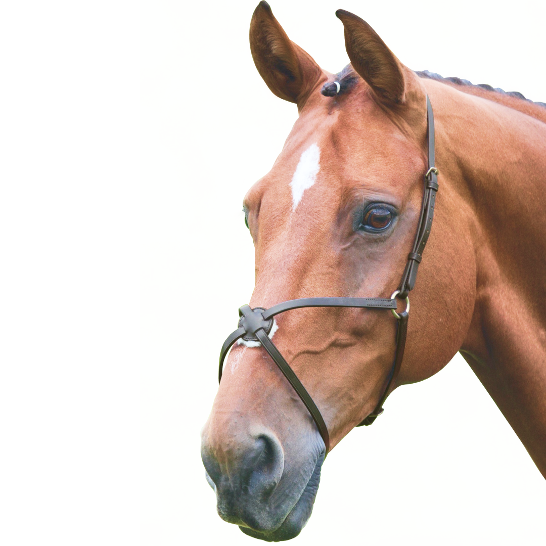 Shires velociti gara mexicansk næsebånd