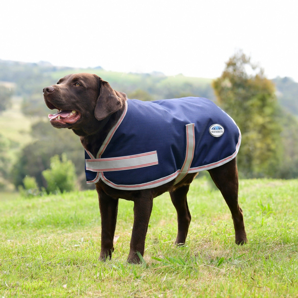 Weatherbeeta Comfitec Essential Dog Coat #colour_navy-silver-red