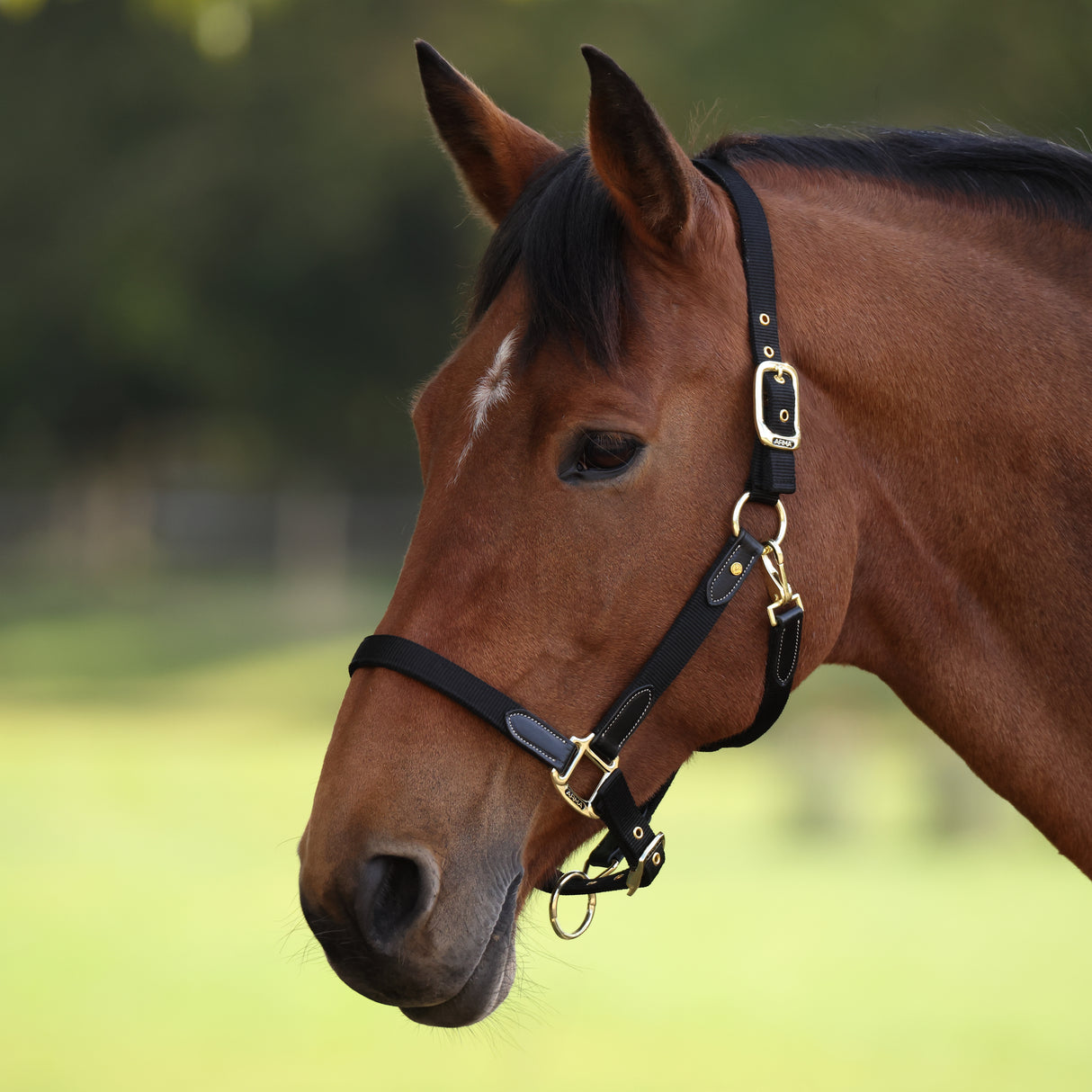 Shires ARMA Porto Headcollar #colour_black