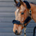 KM Elite Teddy Soft Headstall Set #colour_mocha