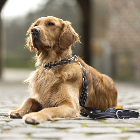 HKM Nylon Dog Training Lead -Anam Cara- #colour_black