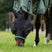 HV Polo Nena Fly Mask #colour_black