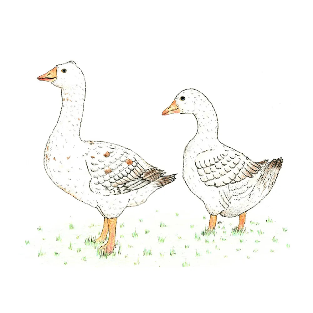 Kevin Milner Countryside Cards #style_geese