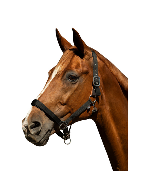 HKM Head Collar -Breakaway 2- #colour_black