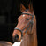 Shires Velociti Drop Noseband Bridle #colour_black