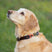 Benji & Flo Sublime Polo Leather Dog Collar #colour_pink-navy-green