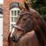Shires Velociti LUSSO Opus 180M Dressage Cavesson Bridle #colour_havana