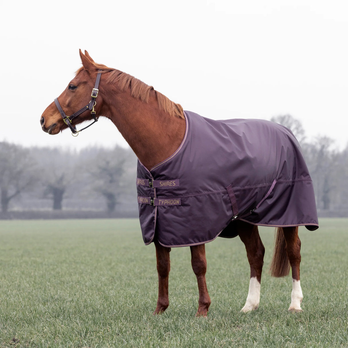 Shires Typhoon 100g Turnout Rug #colour_black-cherry