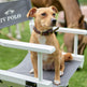 HV Polo Legacy Dog Collar #colour_brown