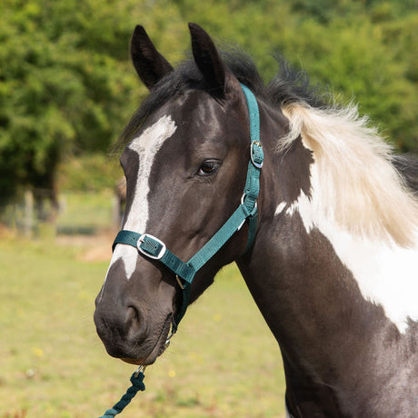 Gallop Headcollar & Lead Rope Set