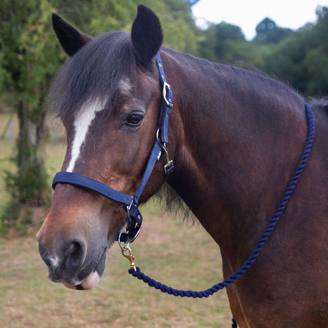 Gallop Premium Padded Headcollar With Lead Rope #colour_navy