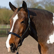 Gallop Premium Padded Leather Headcollar #colour_black