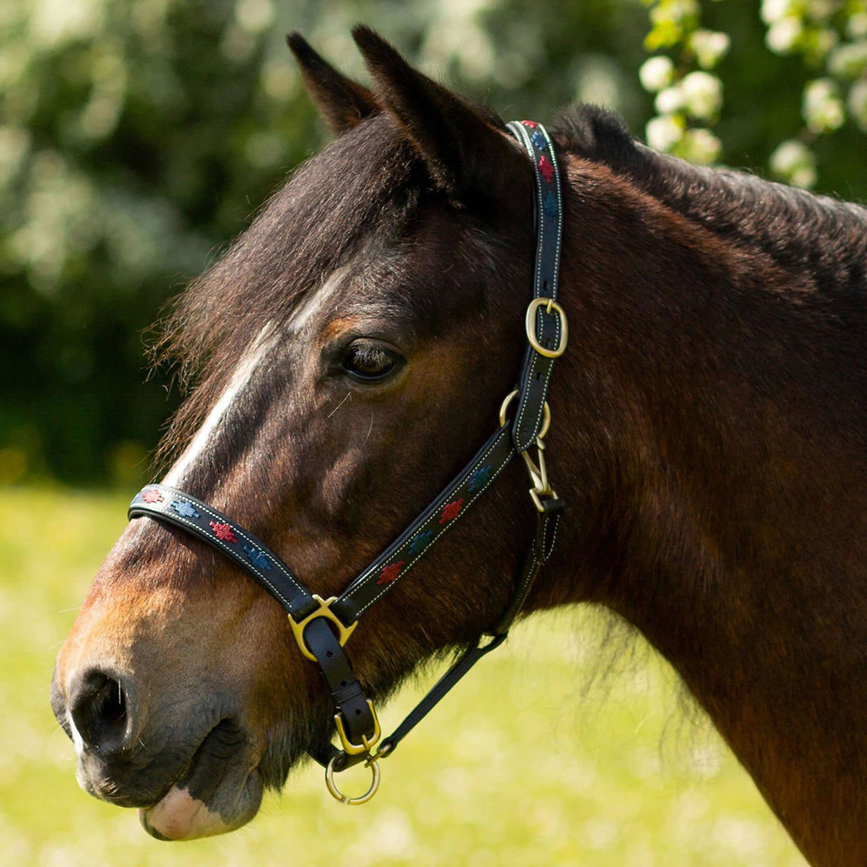 Gallop Premium Padded Leather Headcollar #colour_navy-burgundy