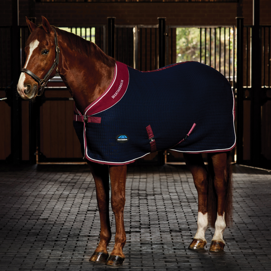 Weatherbeeta Thermocell Cooler Standard Neck #colour_navy-burgundy