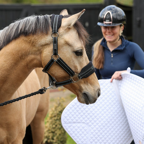 Equilibrium Stellar Style Headcollar