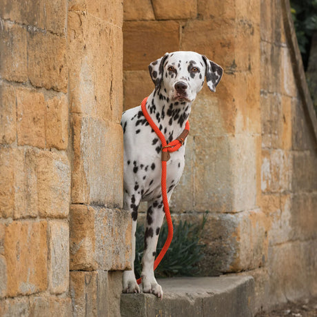 Ruff & Tumble Thick Slip Dog Lead #colour_tangerine