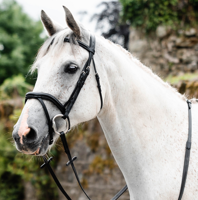 Mackey Legend Athena Bridle #colour_black