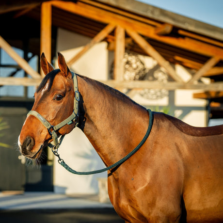 Horseware Ireland Amigo Headcollar & Leadrope Set #colour_bramble