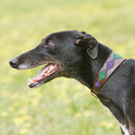 Weatherbeeta Lurcher Polo Leather Dog Collar #colour_beaufort-brown-purple-teal