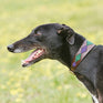 Weatherbeeta Lurcher Polo Leather Dog Collar #colour_beaufort-brown-purple-teal