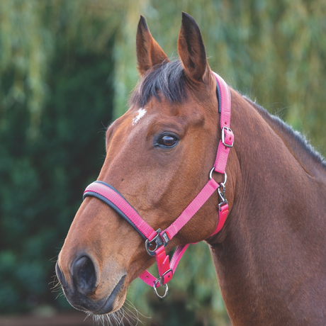 Shires Padded Headcollar #colour_pink