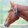 Shires Anti-Crib Collar #colour_australian-nut